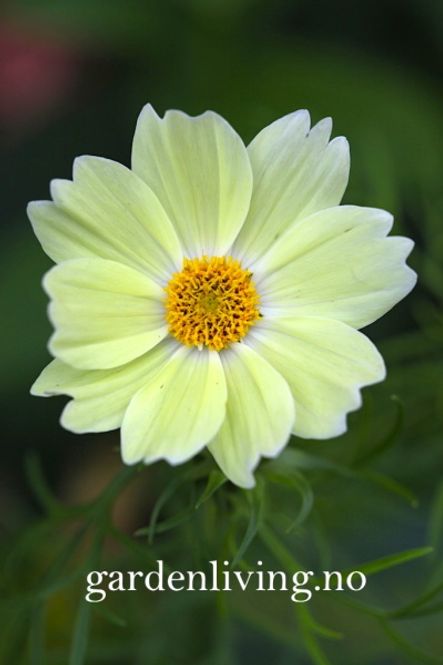 Hovedbilde Pyntekorg 'Xanthos' - Cosmos bipinnatus