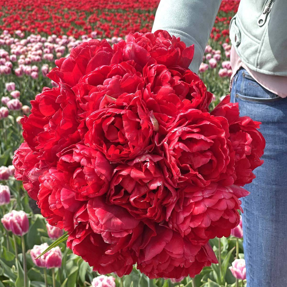 Tulipan 'Double Twist', tidlig dobbel - 10 stk