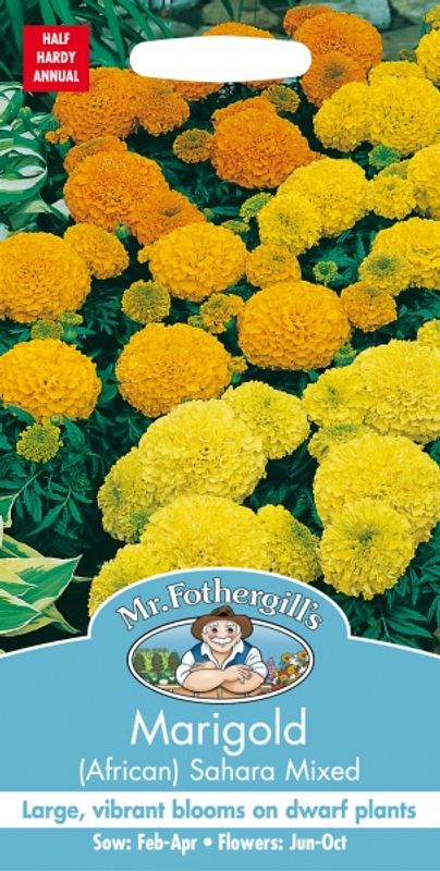 Fløyelsblomst 'Sahara Mixed' - Tagetes erecta
