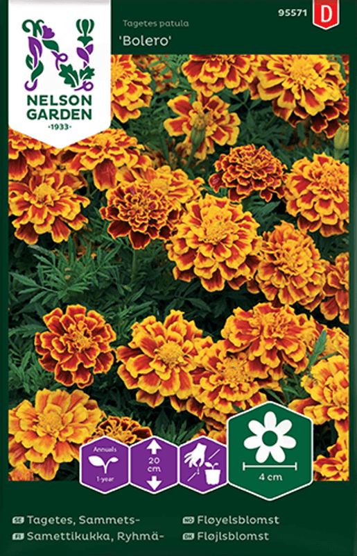 Fløyelsblomst 'Bolero' - Tagetes patula