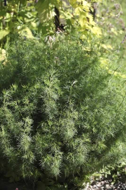Abrodd - Artemisia abrotanum 