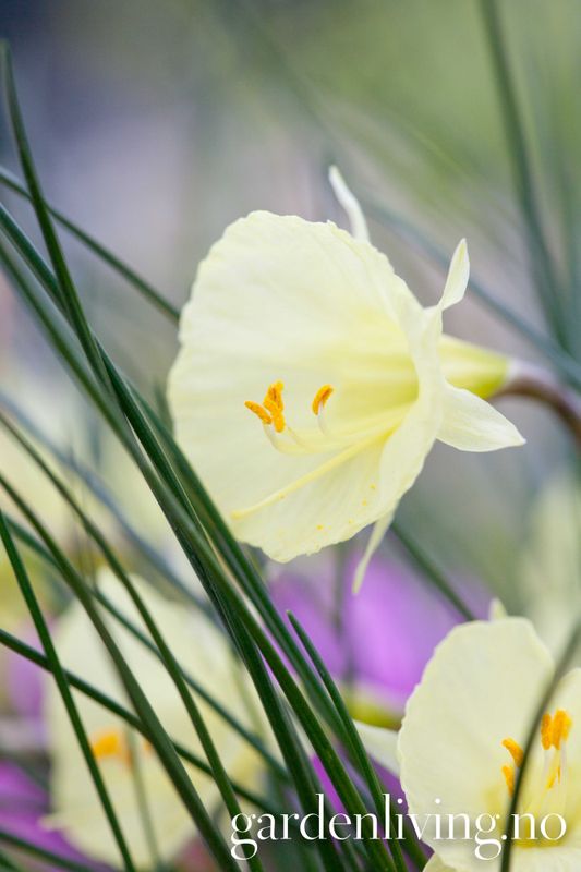Dvergnarsiss 'Arctic Bells' - Narcissus bulbocodium 5 stk