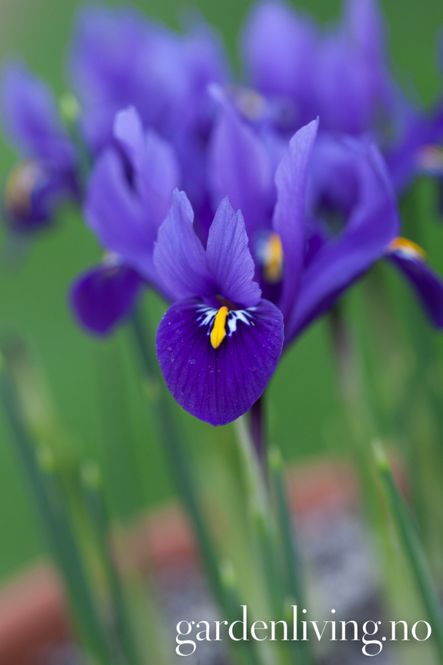 Hovedbilde Våriris 'Pixie' - Iris reticulata - 10 stk 