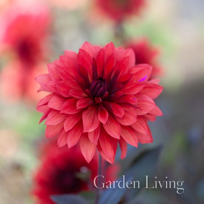 Hovedbilde Georgine 'Danique' - Dahlia x cultorum, 1 stk.