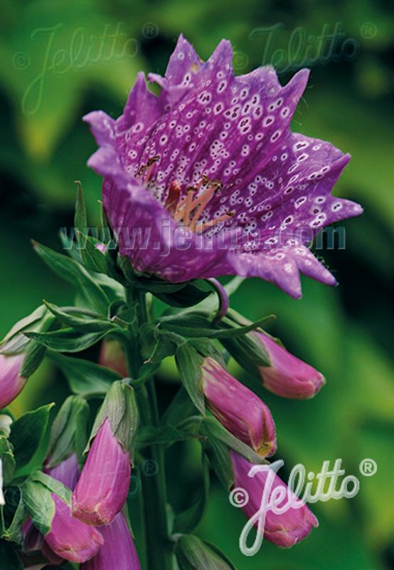 Revebjelle 'Monstrosa Purple' - Digitalis purpurea