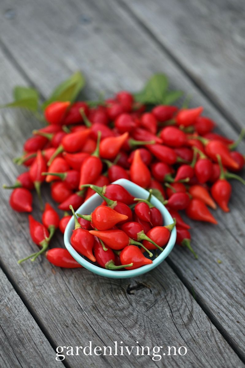 Chilipepper 'Biquinho Red' - Capsicum annuum