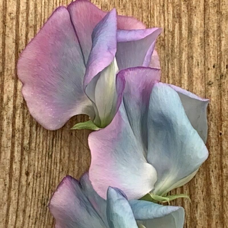 Blomsterert 'Turquoise Lagoon' - Lathyrus odoratus