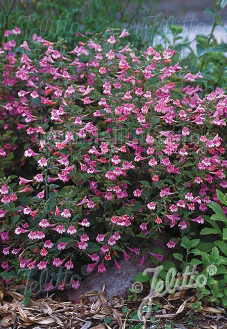 Hovedbilde Rosenmynte / Stor kalamint - Calamintha grandiflora
