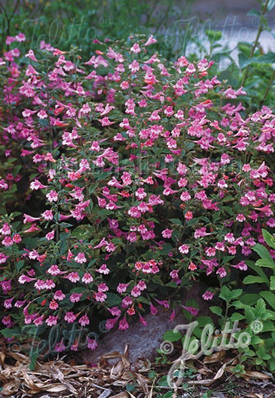 Rosenmynte / Stor kalamint - Calamintha grandiflora - Garden Living