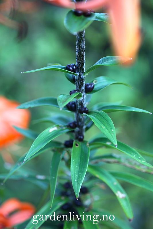 Tigerlilje - Lilium lancifolium - 2 stk