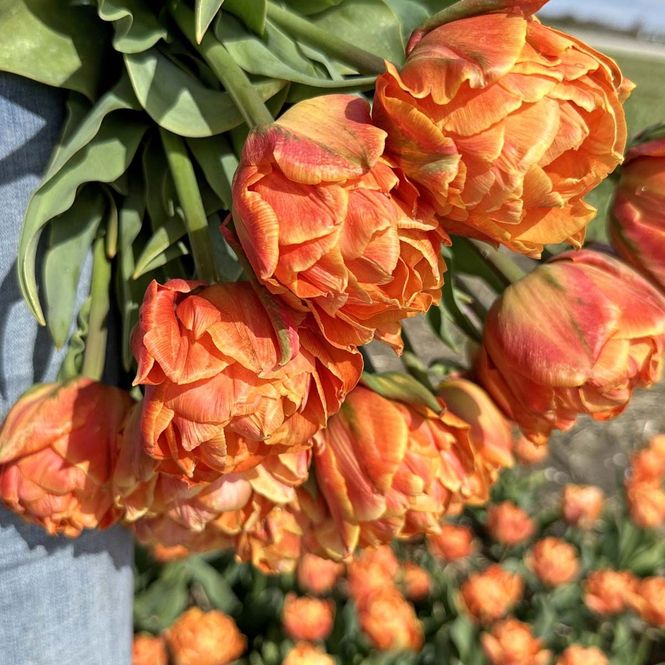 Hovedbilde Tulipan 'Lorenzo’, tidlig dobbel - 10 stk