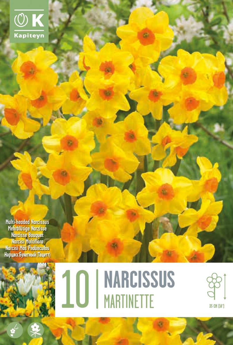 Påskelilje 'Martinette' - 10 stk