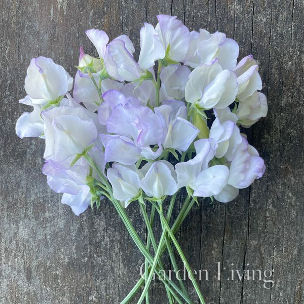 Hovedbilde Blomsterert 'Albutt Blue' - Lathyrus odoratus 