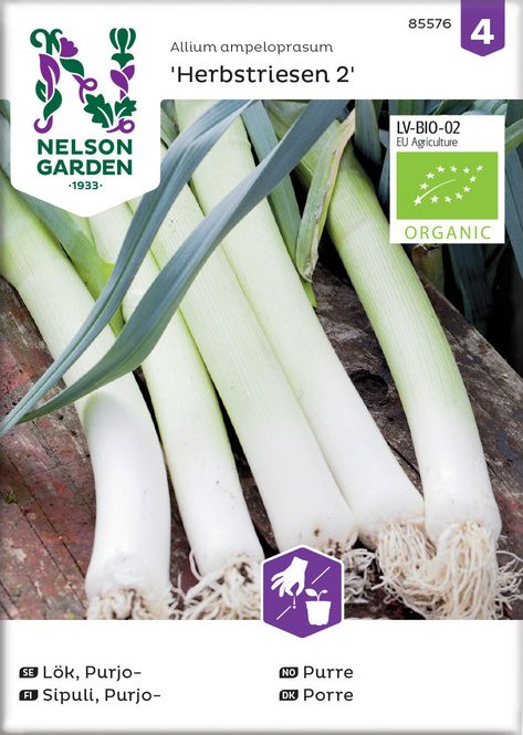 Hovedbilde Purre 'Herbstriesen 2' - Allium ampeloprasum, org.