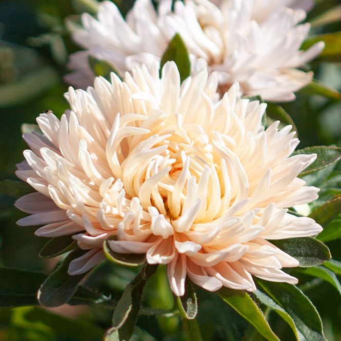 Hovedbilde Sommeraster 'Tower Chamois' - Callistephus chinensis