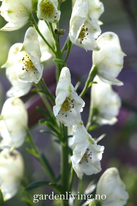 Storhjelm 'Album' - Aconitum napellus 