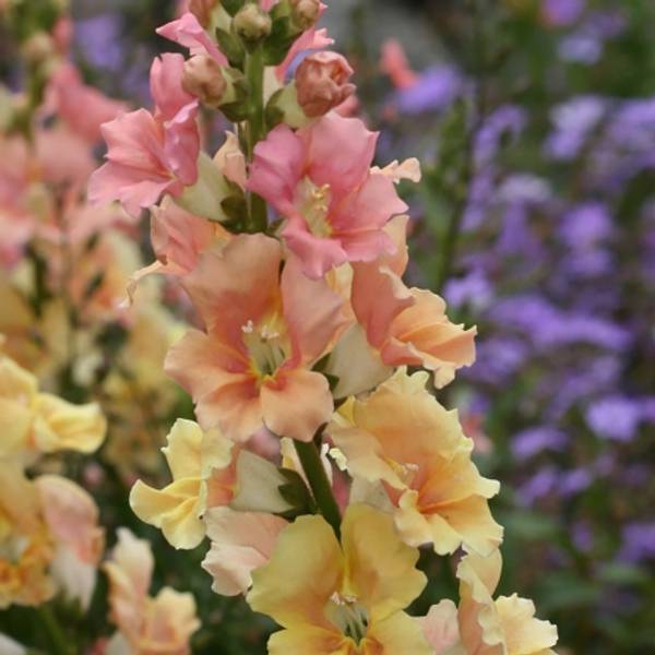 Hovedbilde Løvemunn 'Chantilly Peach’ F1 - Antirrhinum majus