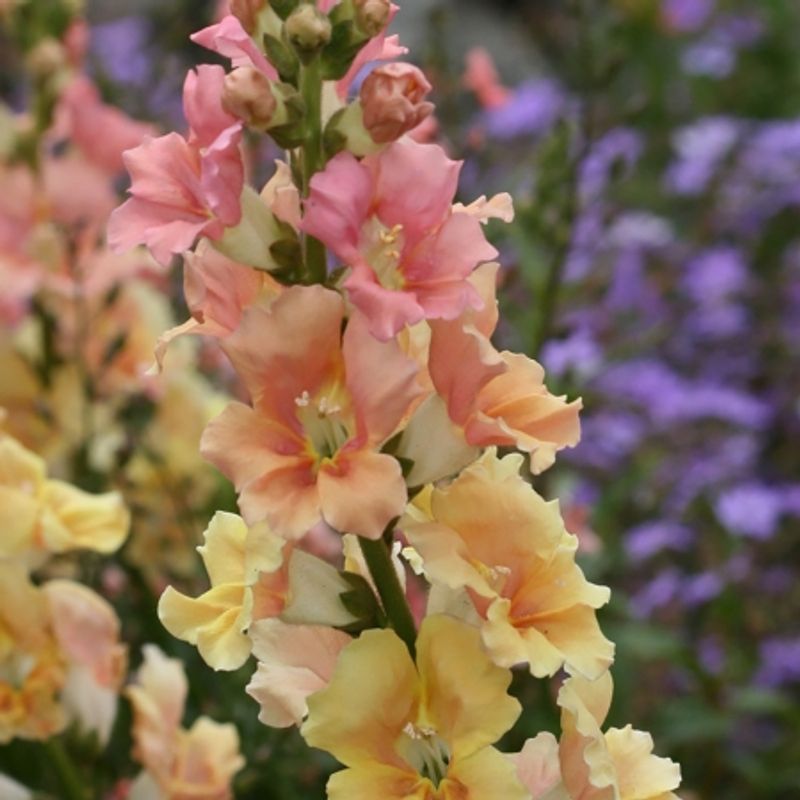 Løvemunn 'Chantilly Peach’ F1 - Antirrhinum majus