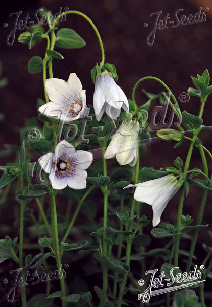Hovedbilde Codonopsis ovata