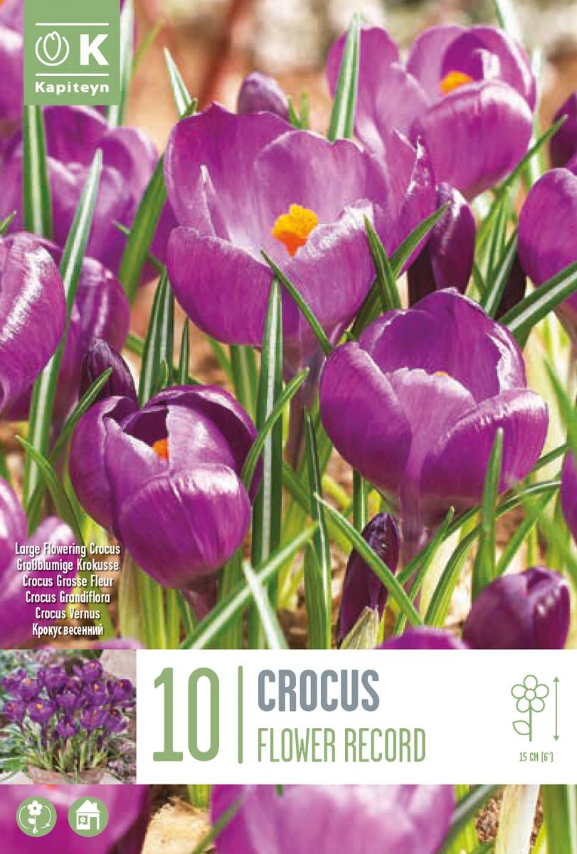 Storblomstret krokus 'Flower Record' - Crocus - 10 stk