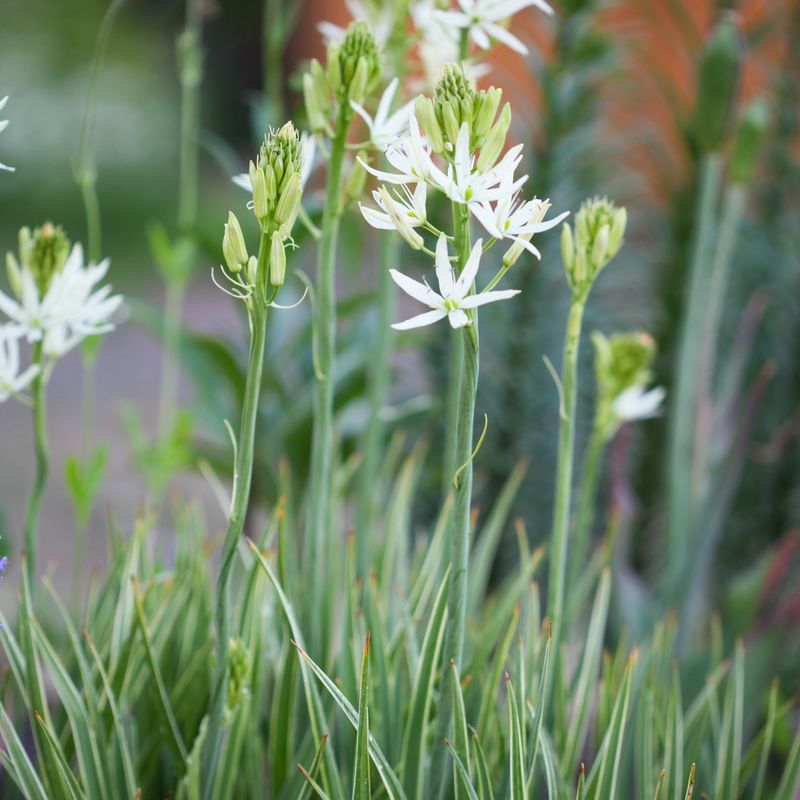 Bjørnestjerne 'Sacajawea’ - Camassia leich - 1 stk