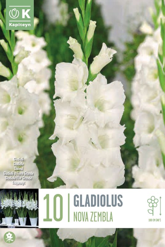 Gladiol 'Nova Zembla' - Gladiolus, 10 stk.