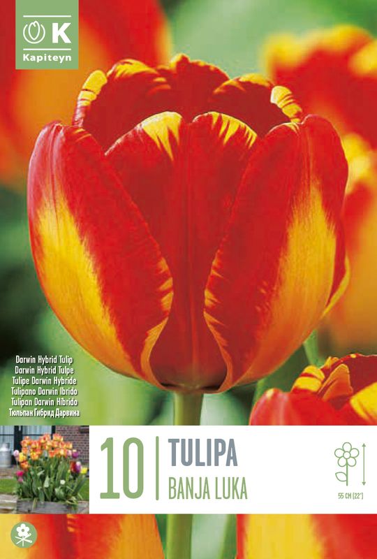 Tulipan 'Banja Luka', darwinhybrid - 10 stk