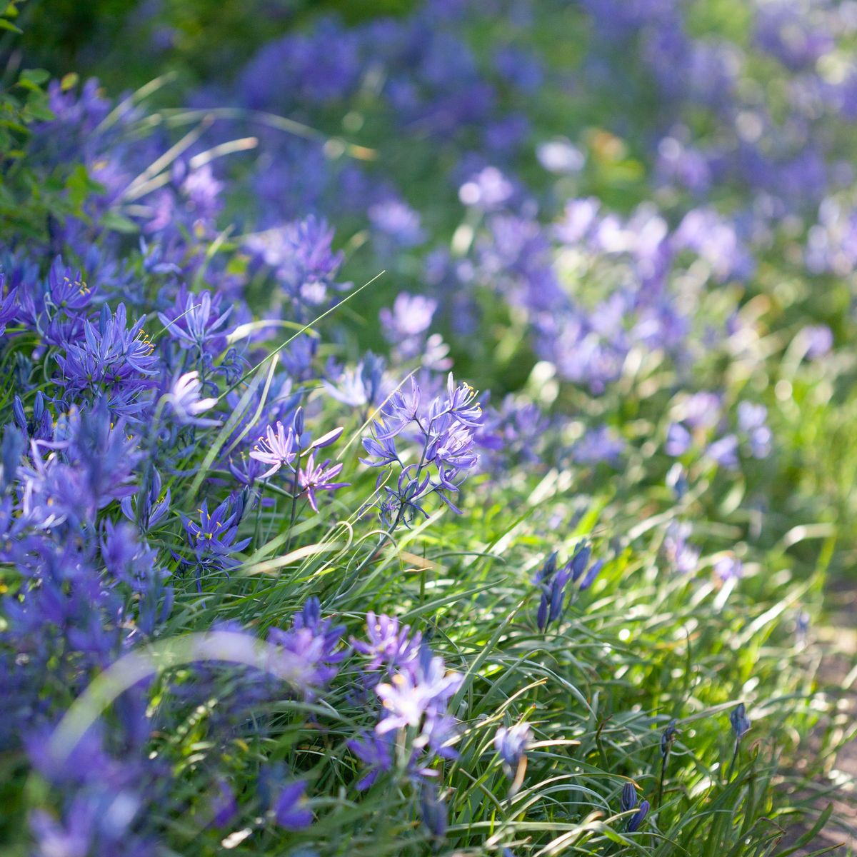 Bjørnestjerne -  Camassia quamash - 10 stk