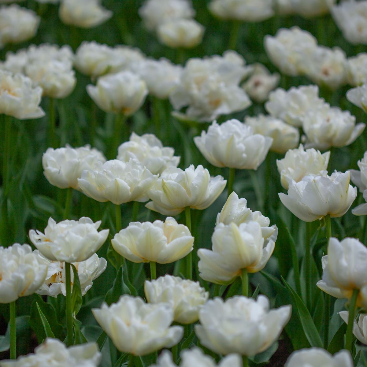 Tulipan 'Northcap', Sen dobbel' - 7 stk
