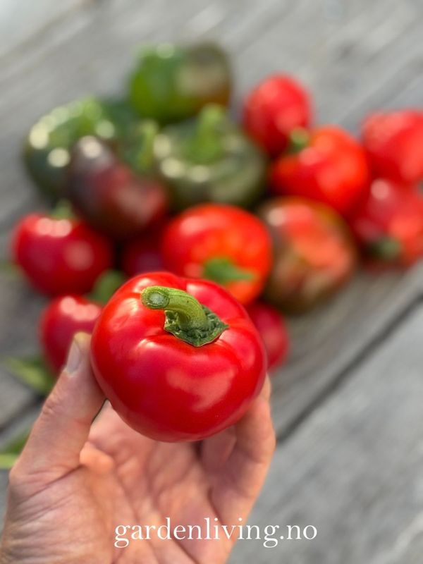 Paprika 'Topepo Rosso' - Capsicum annuum