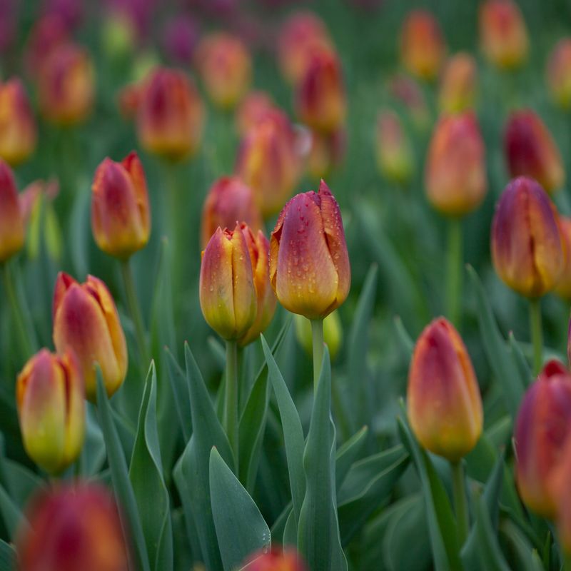 Tulipan 'Amberglow' - 7 stk