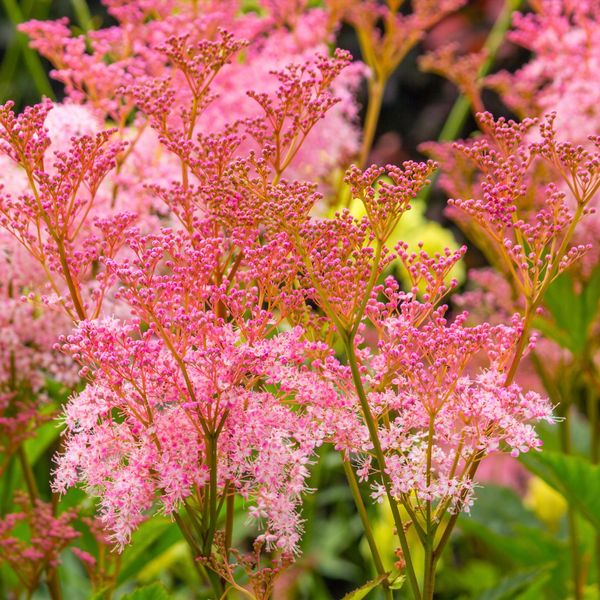 Hovedbilde Præriemjødurt 'Venusta' - Filipendula rubra
