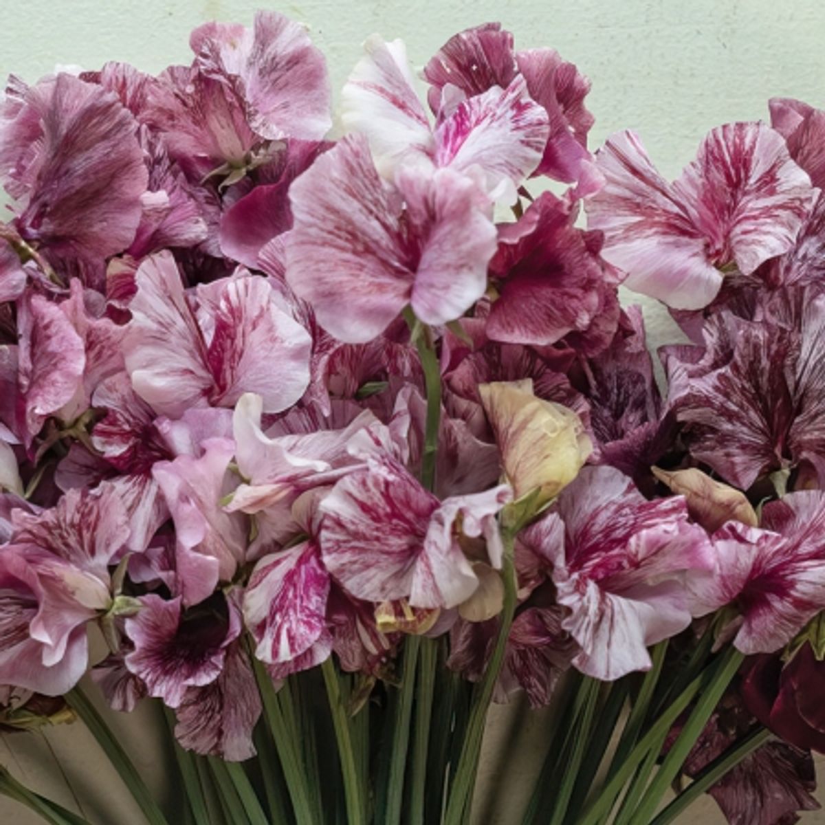 Blomsterert 'Chocolate Flake’ - Lathyrus odoratus