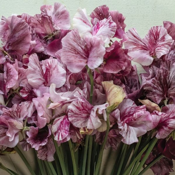 Hovedbilde Blomsterert 'Chocolate Flake’ - Lathyrus odoratus