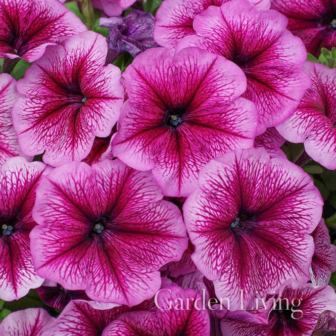 Hovedbilde Petunia 'Mambo Orchid Vein' - Petunia grandiflora