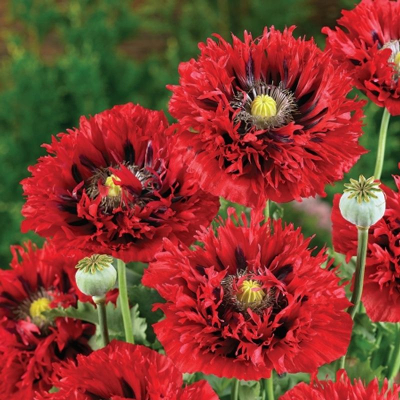 Kornvalmue 'Seriously Scarlet' - Papaver rhoeas