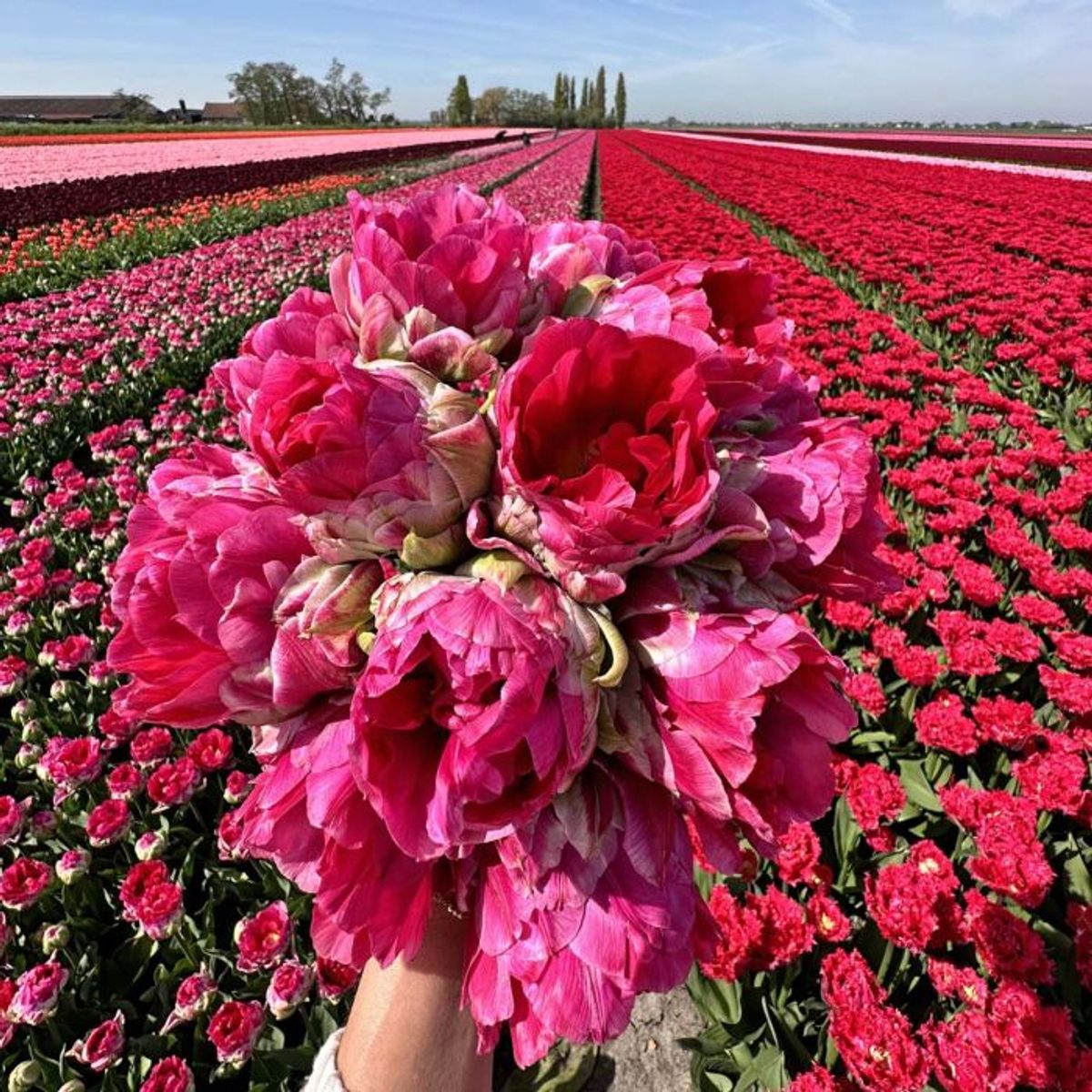 Tulipan 'Wicked in Pink', sen dobbel - 10 stk