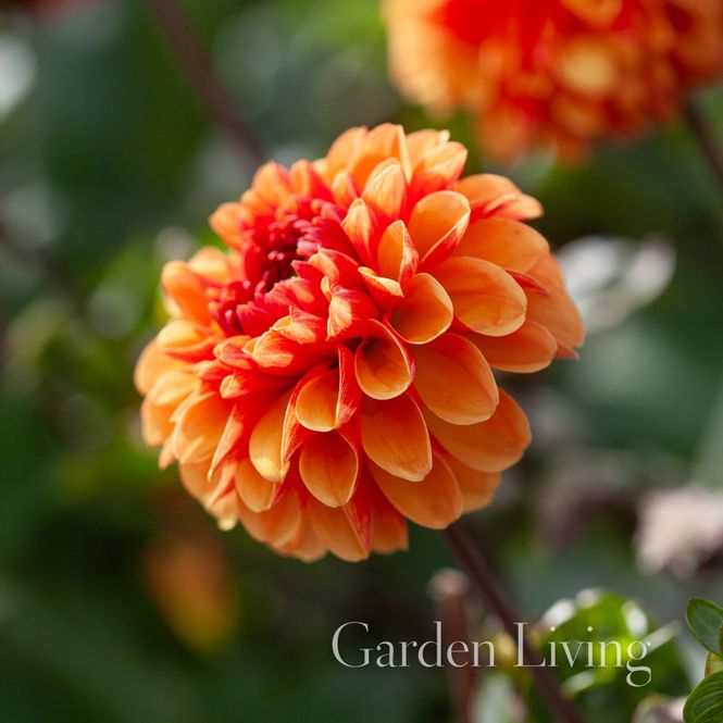 Hovedbilde Georgine 'American Sunset' - Dahlia x cultorum, 1 stk.