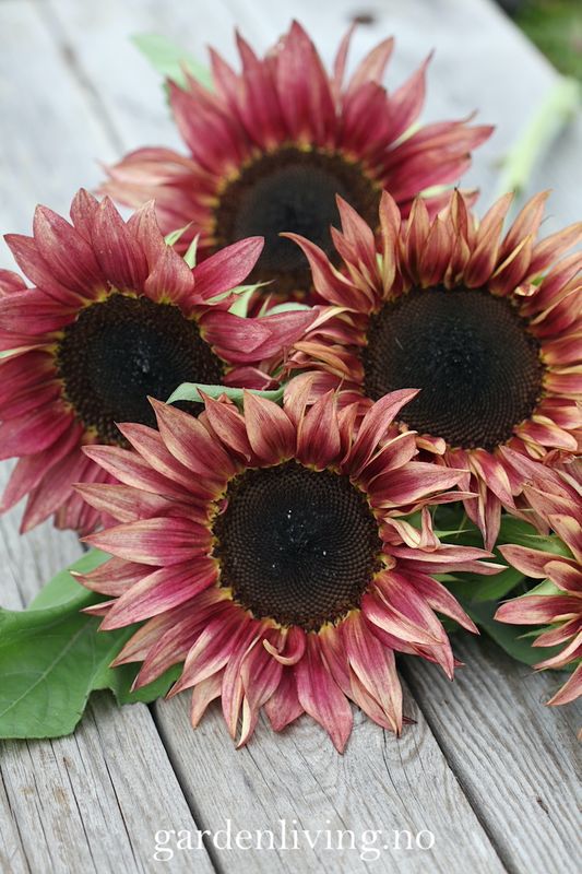 Solsikke 'Pro Cut Plum' - Helianthus annuus