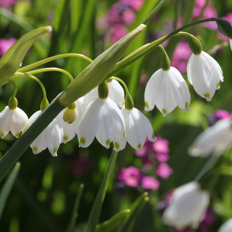Jonsokklosterklokke - Leucojum aestivum - 5 stk