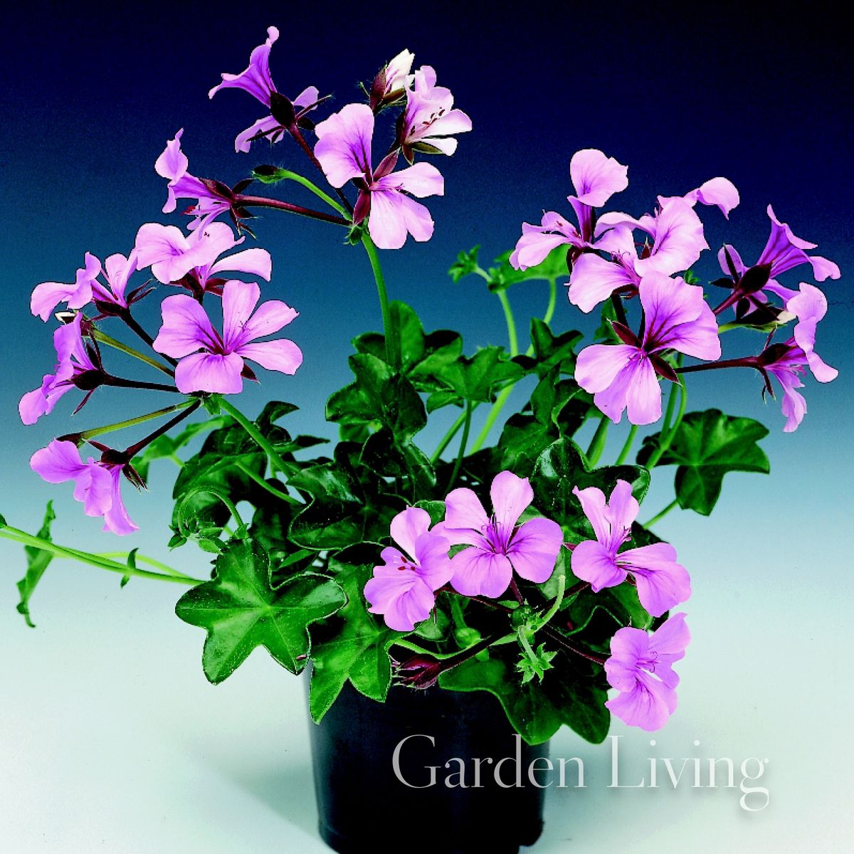 Pelargonium 'Tornado™ Lilac Cadix' F1, Henge-