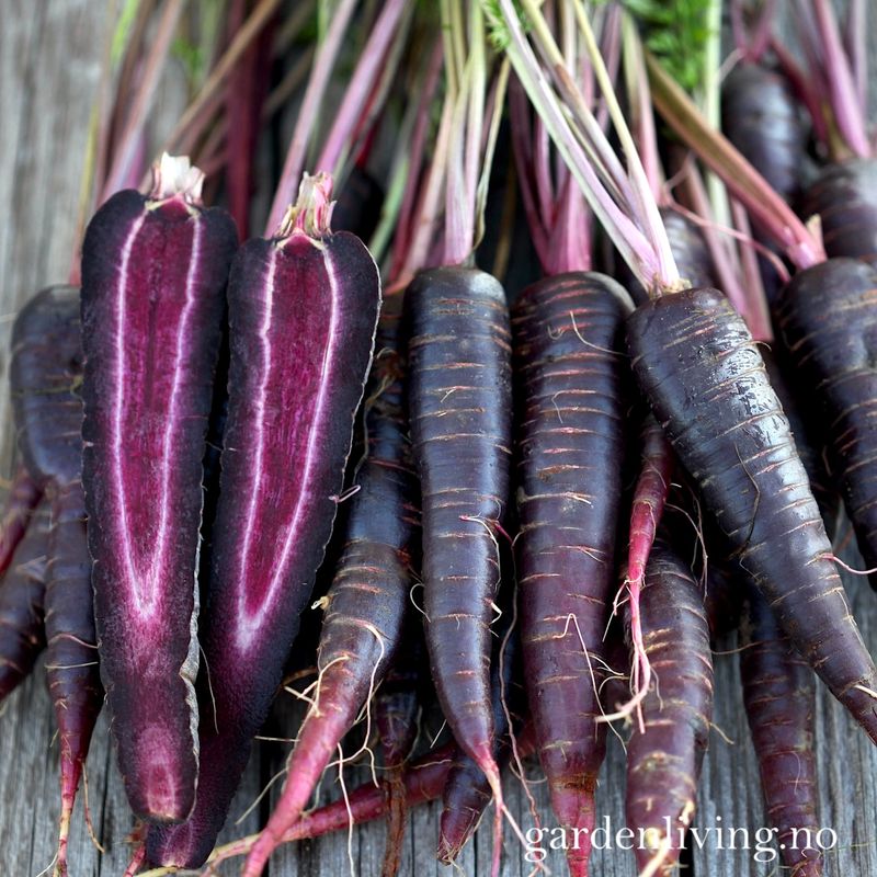 Gulrot 'Purple Hybrid' F1 - Daucus carota