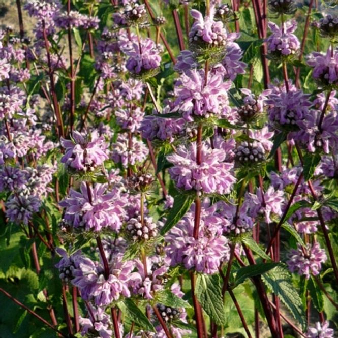 Hovedbilde Pagodeblomst - Phlomis tuberosa