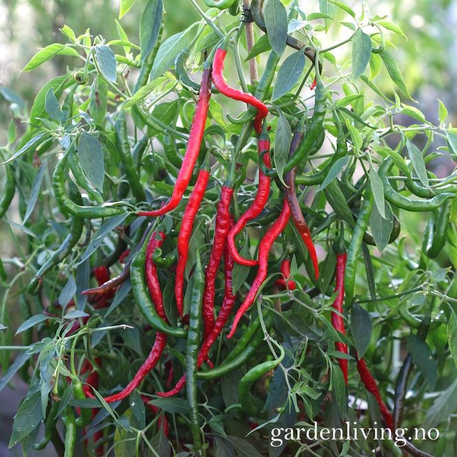 Hovedbilde Chilipepper 'Cabe Keriting' - Capsicum annuum