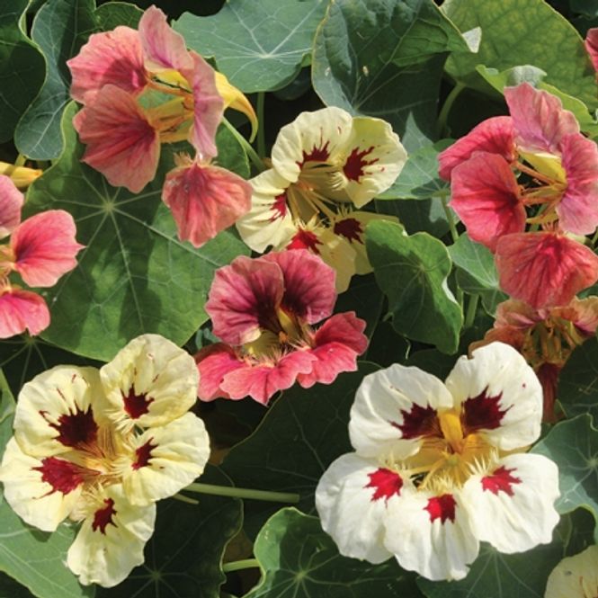 Hovedbilde Blomkarse 'Little Ladybugs' - Tropaeolum majus