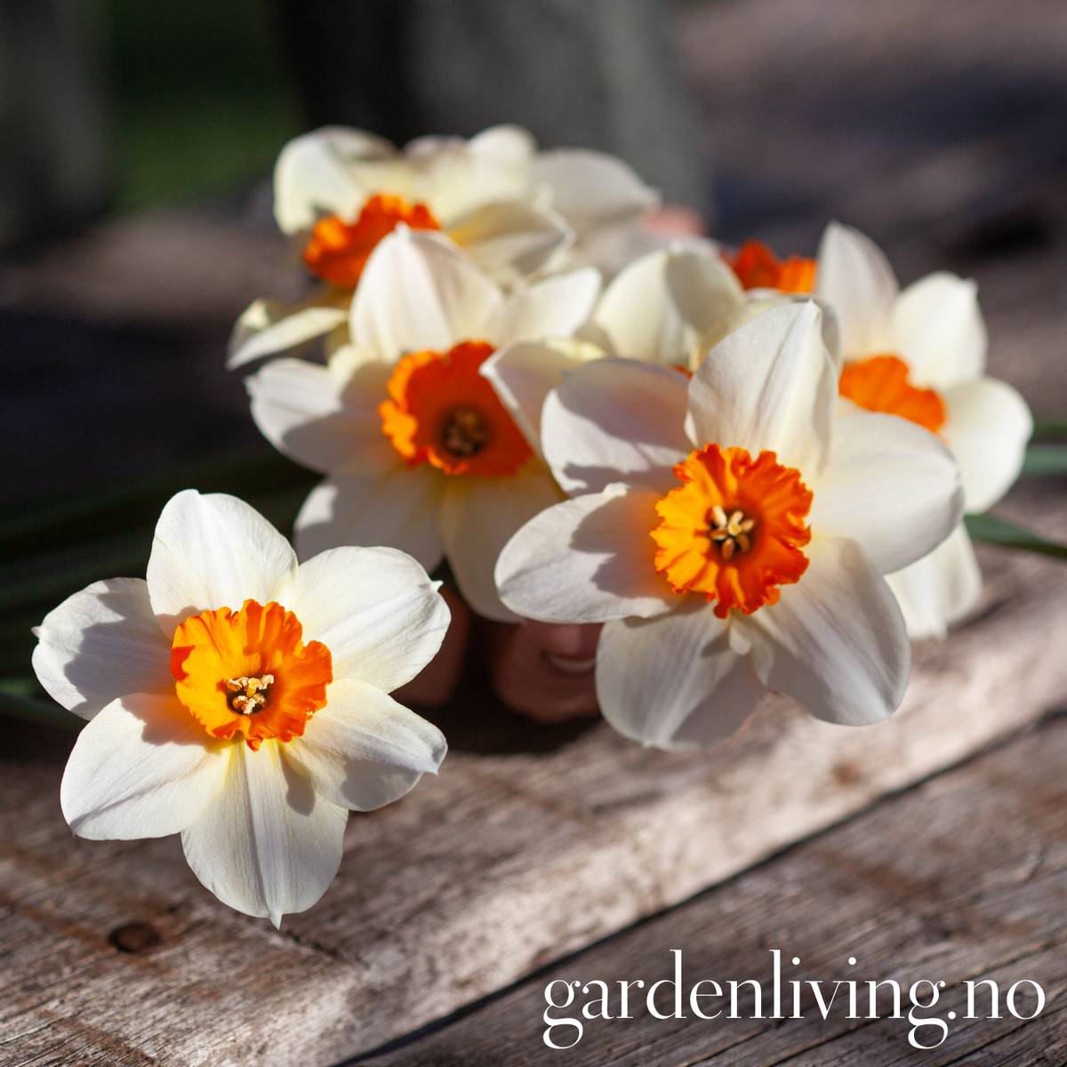 Påskelilje 'Barret Browning’ - Narcissus - 5 stk