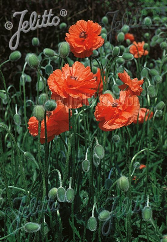 Orientvalmue 'May Queen' - Papaver orientale