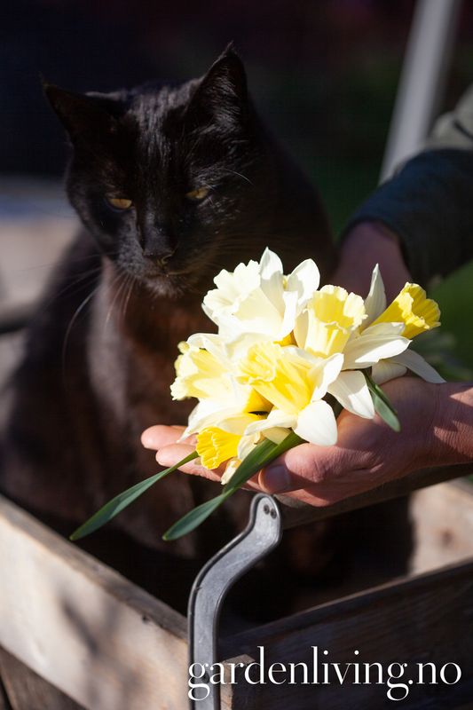 Påskelilje 'Mount Hood' - Narcissus - 5 stk
