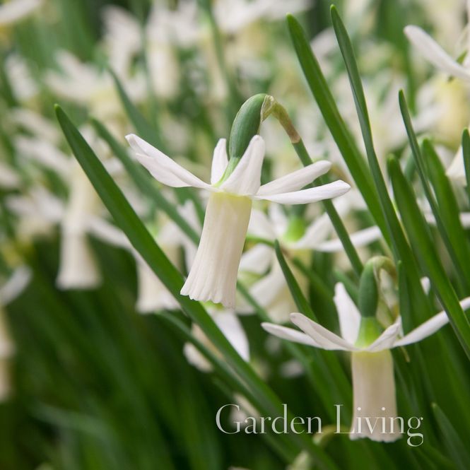 Hovedbilde Påskelilje 'Snipe' - Narcissus - 5 stk