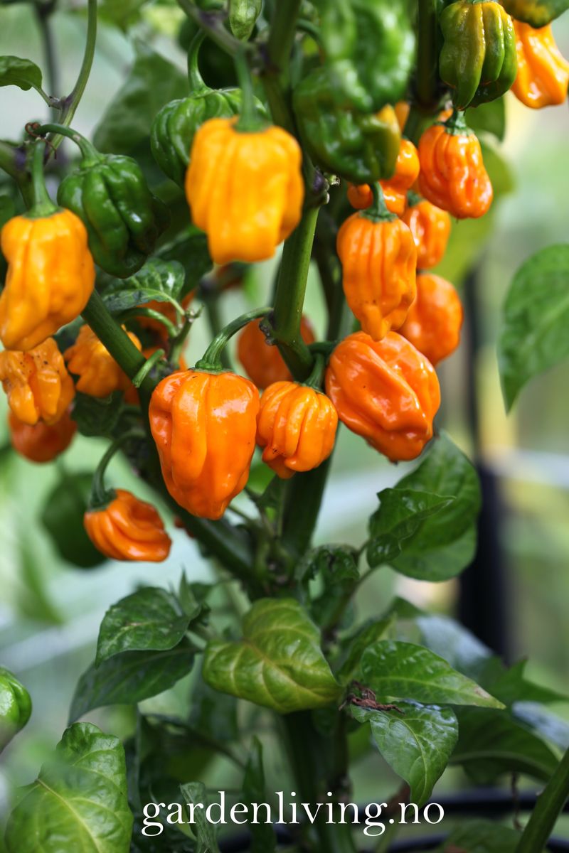Chilipepper 'NuMex Suave Orange' - Capsicum chinense